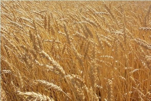 WHEAT THAT IS ALLMOST READY FOR -HARVEST !-,....